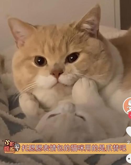 托腮表情包的天使猫猫居然用了爪替!