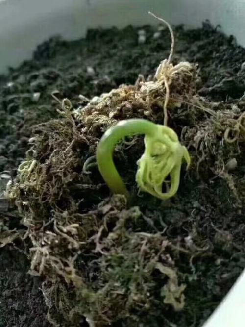 人参盆栽技术,听参农讲述人参栽培!