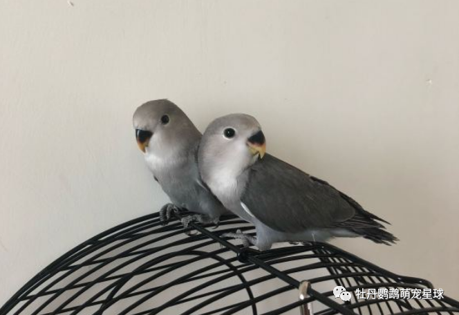 06 面类牡丹--墨银顶牡丹 墨银也是白面的一种