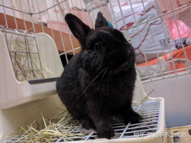 但是养侏儒兔要注意,它们会有尴尬期,豆角的爸爸妈妈有巧克力的血统