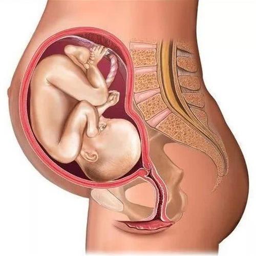 第五阶段:怀孕足月 怀孕足月时,子宫底部在剑突下2-3恒指;当胎儿头入