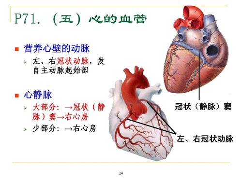 冠状(静脉)窦 左,右冠状动脉