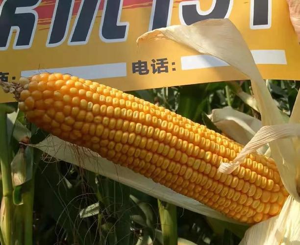 激情九月问鼎中原鼎优151玉米观摩会火热进行