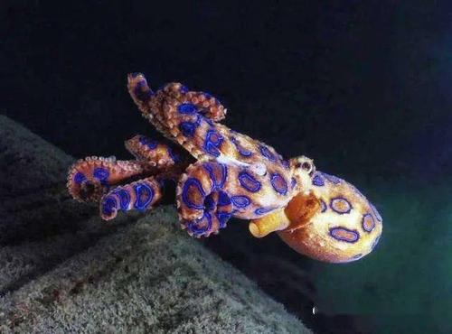 被蓝环章鱼咬了该怎么办_毒性