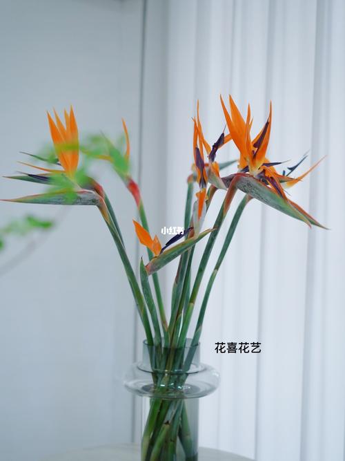 天堂鸟花_天堂鸟_花语_家居家装_家居装饰