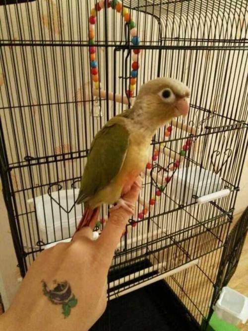 肉桂小太阳手养的