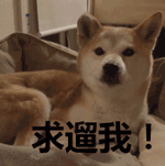 遛狗gif动图_动态图_表情包下载_soogif