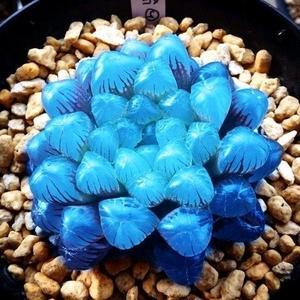 多肉种子蓝色玉露种子200粒【买就送盆加专用营养土】多肉植物多