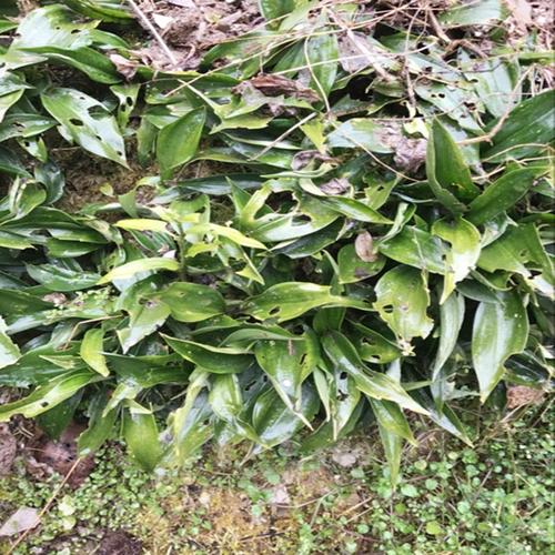 新鲜野生玉竹 竹林消竹根七石竹根倒竹散 鸡爪参滋补煲汤中草药
