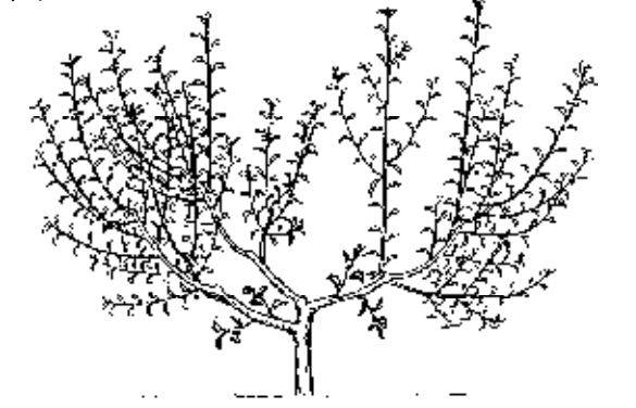 自然开心形桃树整形修剪过程图解!