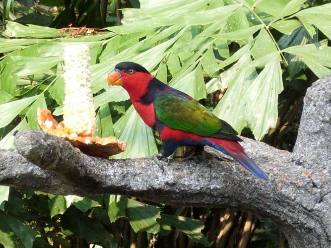 黑头凯克鹦鹉指名亚种