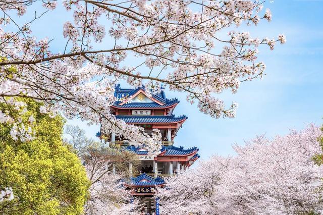 风光摄影:无锡太湖鼋头渚樱花谷赏樱楼