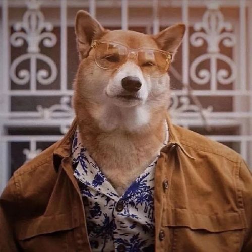 《男生头像》第21期:柴犬可爱狗狗头像,小狗狗的颜值挺上镜