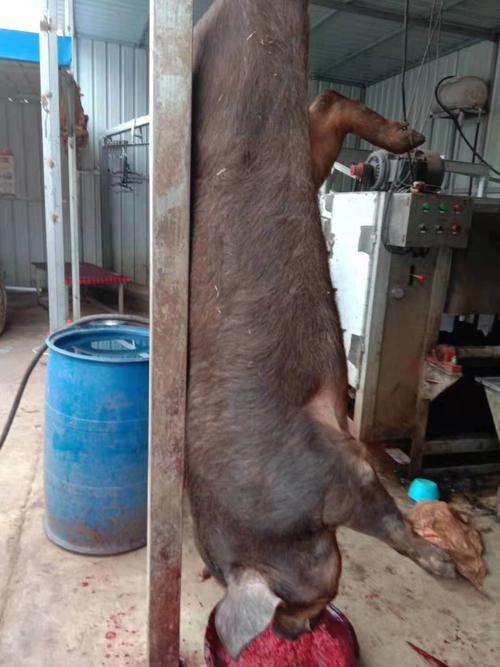 厂家热销180型全自动整猪脱毛机 杀猪刮毛效果好 生猪打毛机不伤猪皮