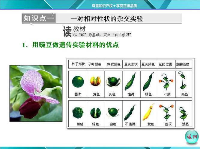 孟德尔胡豌豆杂交试验(一).ppt