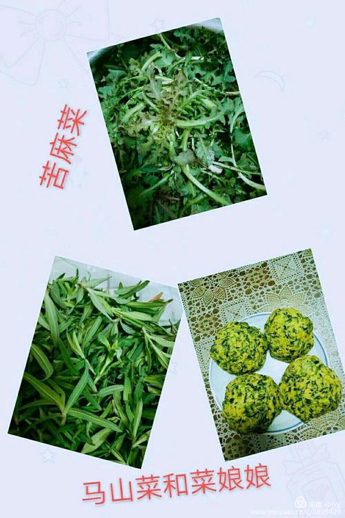 苦麻菜,马山菜及马山菜菜娘娘