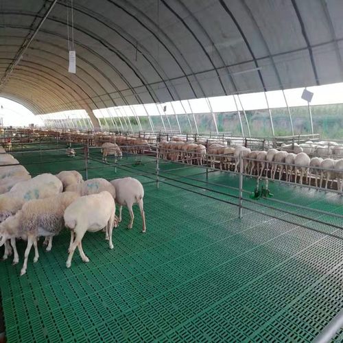 塑料羊垫子规格羊床漏粪板防滑羊圈用塑料粪板