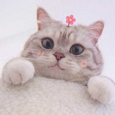 猫咪情侣头像两张一对可爱萌宠个性情侣头像大全