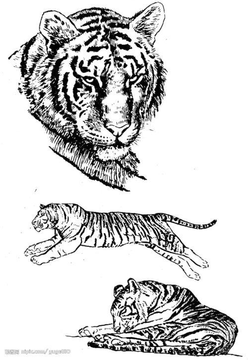 钢齿虎13号简笔画