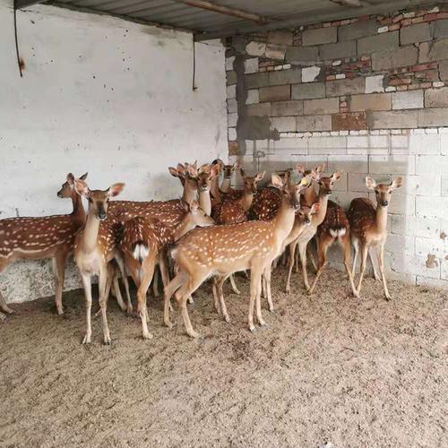 潜山人工喂养宠物鹿价格哪里有养梅花鹿的-祥宸养殖