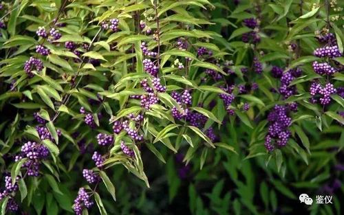 房间里晒干的一包包车前草,鱼腥草,紫珠叶……是爷爷骑着他的28寸