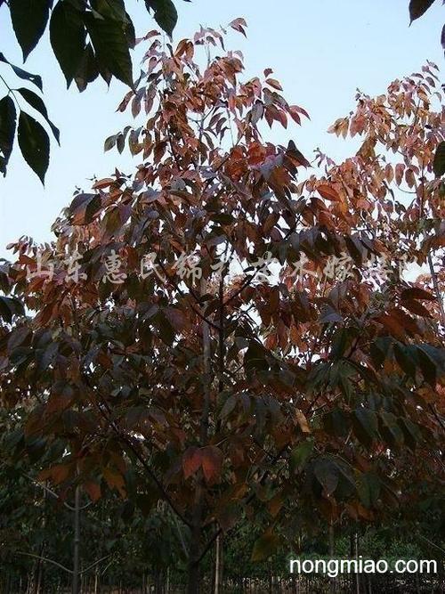 供应红叶白蜡|白蜡树图片及价格-山东惠民锦程苗木队