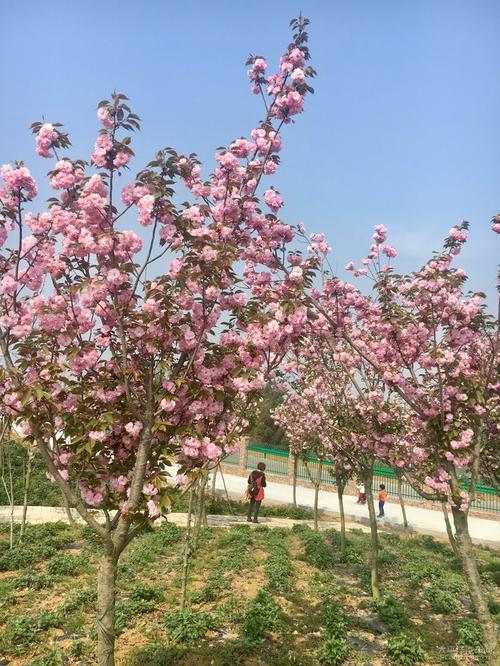 绵阳樱花谷花团锦簇,雷凌车主回忆春暖花开