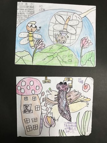 《昆虫记》师生共读——绘本创作 一"画"一世界