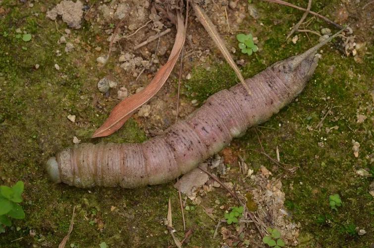 霜天蛾幼虫 psilogramma discistriga