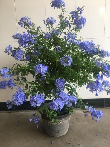 一种超好养的木本花卉花期很长南北方都能养阳台盆栽也可以