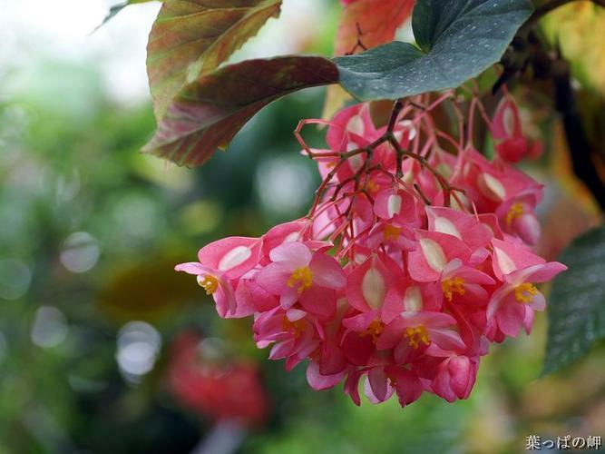 大叶野海棠放卧室好不好