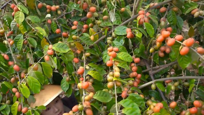 重大发现:消失了106年,在云南天坑被发现,不是羊奶果猜猜是啥