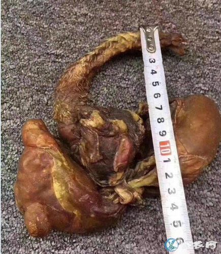 虎鞭的功效与作用及图片     这是猫科动物的一种强制交合的一种功能