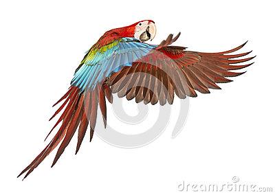 绿翅鸭金刚鹦鹉 ara chloropterus 1岁飞行在空白背景前面.