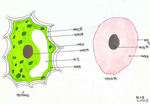 生物实践之动,植物细胞模型作品展(初一2班)