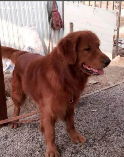 枫叶红金毛种公借配