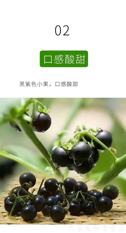 (顺丰)东北特产 新鲜龙葵果 黑悠悠黑星星黑呦呦250g食用水果