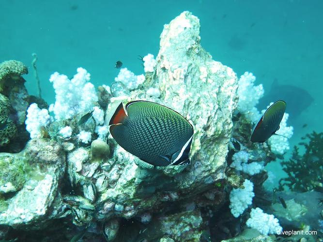 a terrain that has lots of barrel sponge and colourful sea fans.