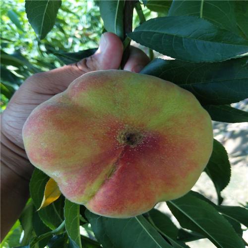 泰安果树 中蟠11蟠桃苗基地直销 大量供应优质蟠桃苗龙烁苗木种植经销