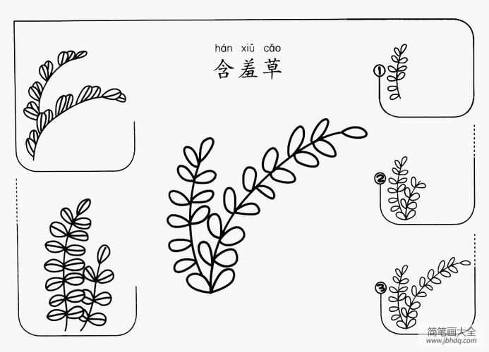 含羞草图片简笔画