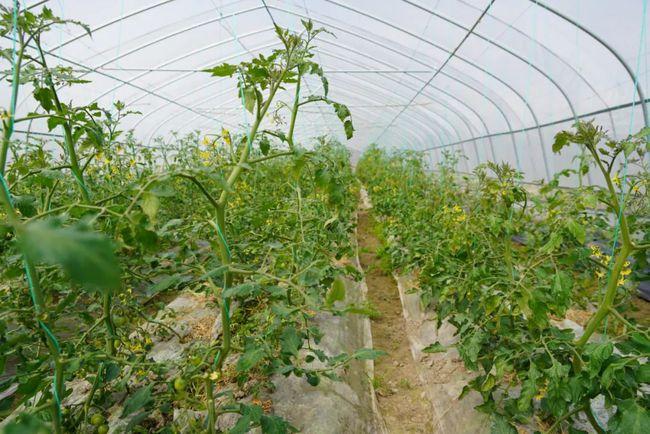 丰富菜篮子!嘉定将新增240亩蔬菜基地