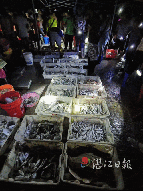 沸腾湛江开渔了一大波生猛海鲜来啦