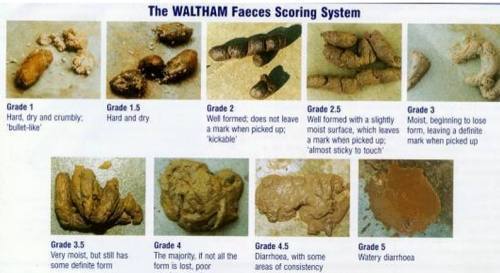 软便就是猫咪便便不成形,介于正常与拉稀之间的情况,拉稀的颜色和形状