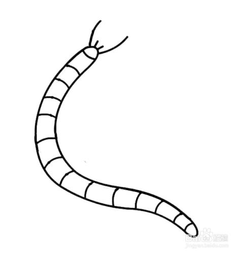如何画蜈蚣的简笔画?