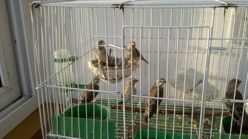 意外到来的小白燕