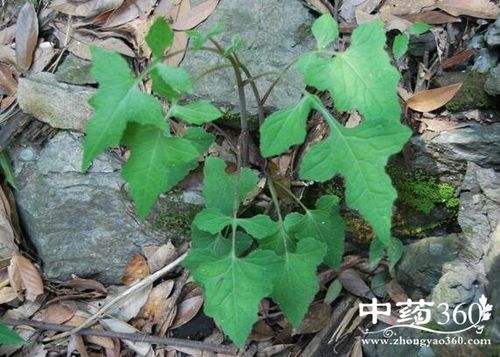 三角叶风毛菊的功效与作用