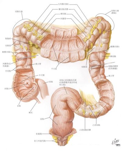 解剖知识点归纳总结(消化系统)