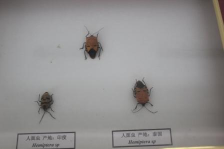光明女神蝶  人面虫