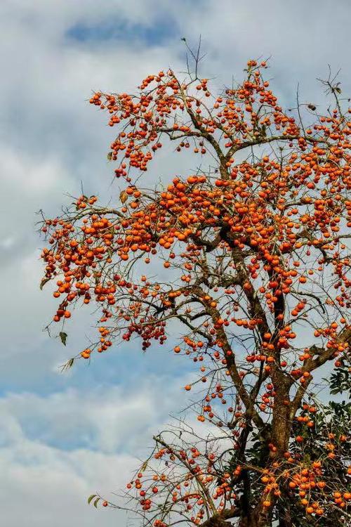 和平熟透的柿子成为乡村一道美丽的风景线