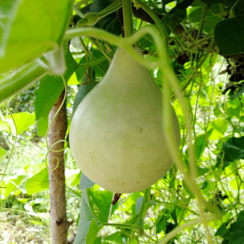 葫芦种孑特大巨型文玩手捻葫芦砍瓜籽种蔬菜大全食用农家瓠子种子